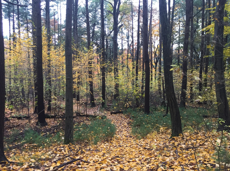 Skyline Trail